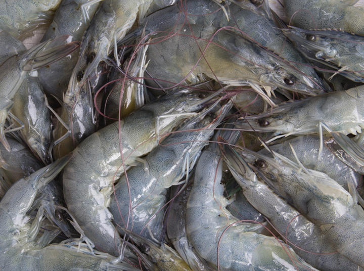 product-gallery-shrimp.jpg