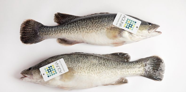 Aquna Sustainable Murray Cod adopts welfare focused technology in regional first