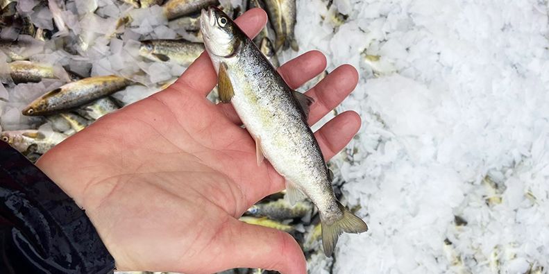 Every fish counts in Ace Aquatec’s collaboration with Tiny Fish