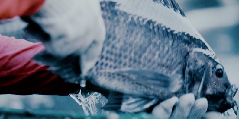 Tilapia giant adopts humane stunning in global operations