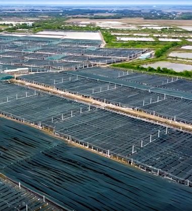 Ace Aquatec's A-HSU® helps leading shrimp producer meet emerging welfare requirements