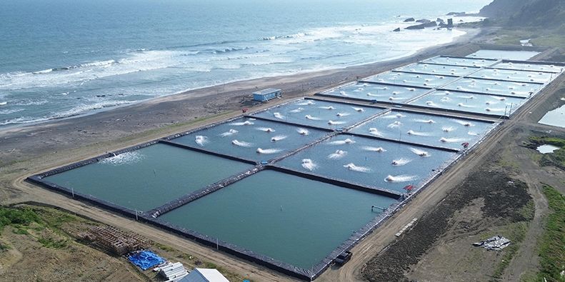PT Brother sets the bar for shrimp welfare standards with installation of Ace Aquatec stunning system