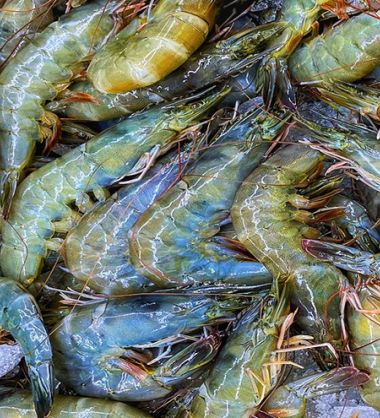 Ace Aquatec partner with Shrimp Welfare Project to turn the tide on poor shrimp slaughter standards