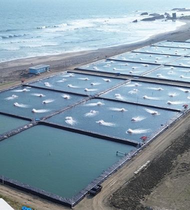 PT Brother sets the bar for shrimp welfare standards with installation of Ace Aquatec stunning system