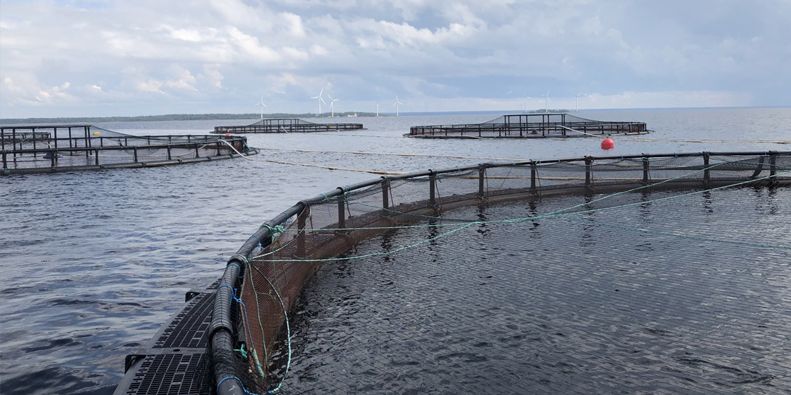 Finnish trout farmer rolls out systems for seals