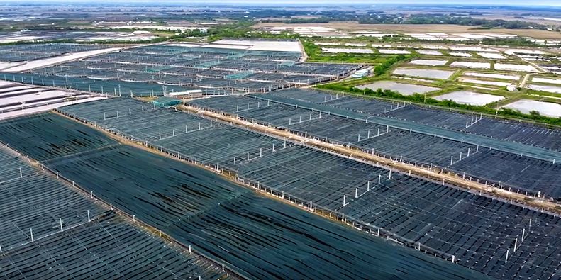 Ace Aquatec's A-HSU® helps leading shrimp producer meet emerging welfare requirements